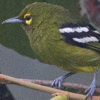 Green Iora (Aegithina viridissima)