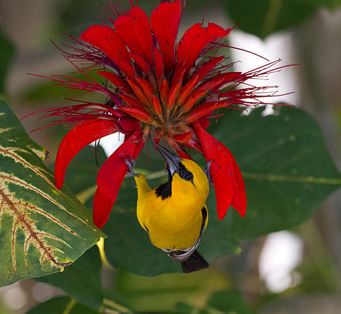 Yellow Oriole (Icterus nigrogularis)