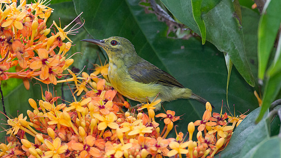 Brown-throated Sunbird (Anthreptes malacensis) female