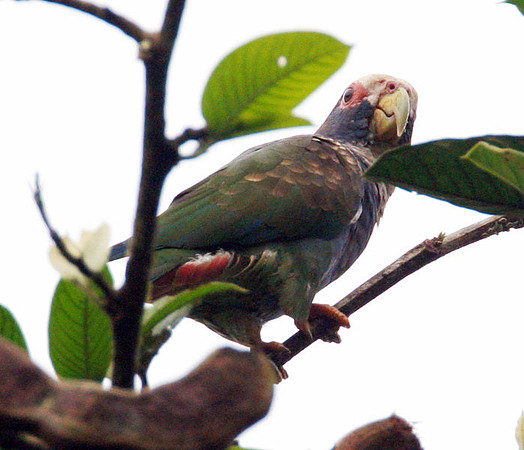 White-crowned Parrot (Pionus senilis) also known as White-crowned Pionus