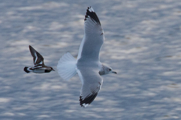 Ruddy Turnstone (Arenaria interpres), Common Gull (Larus canus)