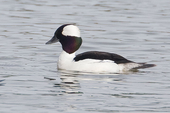 Bufflehead (Bucephala albeola) male