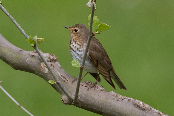 Swainson's Thrush (Catharus ustulatus) also known as Olive-backed Thrush