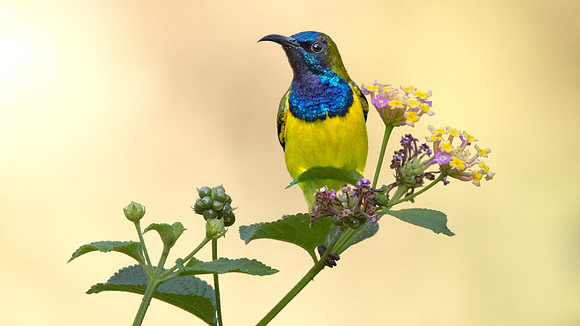Olive-backed sunbird (Cinnyris jugularis)