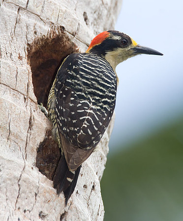Black-cheeked Woodpecker (Melanerpes pucherani) female
