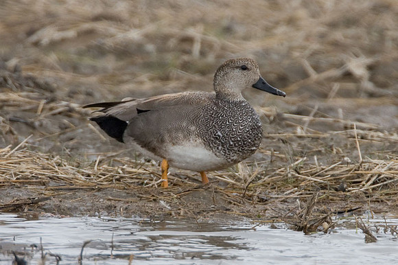 Gadwall (Anas strepera) drake