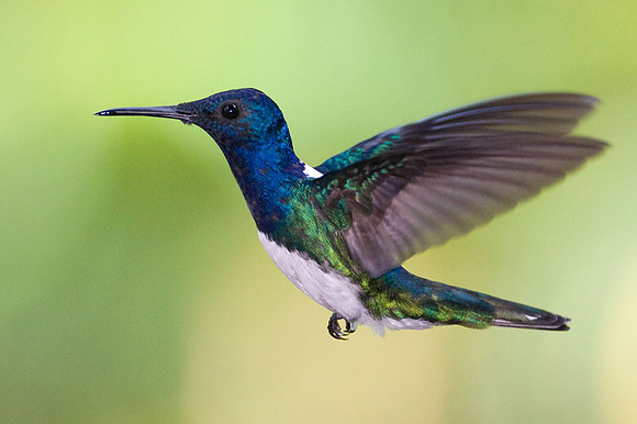 White-necked Jacobin (Florisuga mellivora) male
