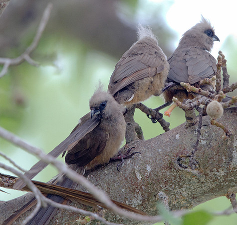Red-faced Mousebird (Urocolius indicus)