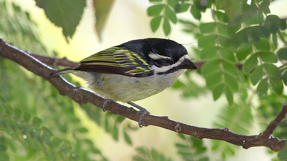 Yellow-rumped tinkerbird (Pogoniulus bilineatus)