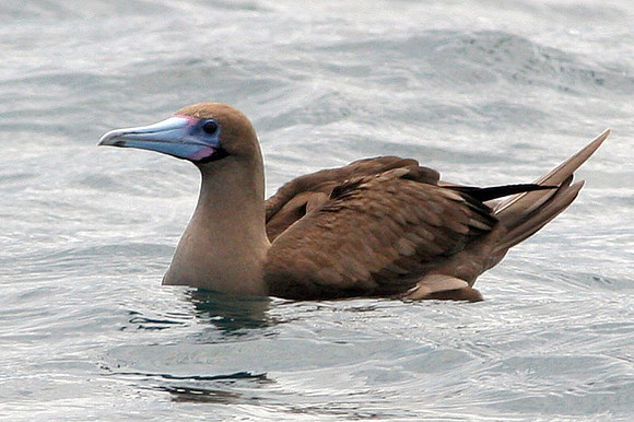 Red-footed Booby (Sula sula) dark morph