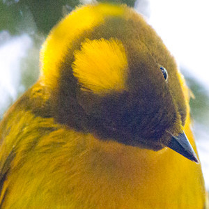 Golden bowerbird (Prionodura newtoniana) Male