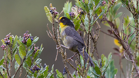 Pale-naped Brush Finch (Atlapetes pallidinucha)