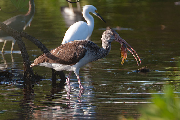 American White Ibis (Eudocimus albus) immature