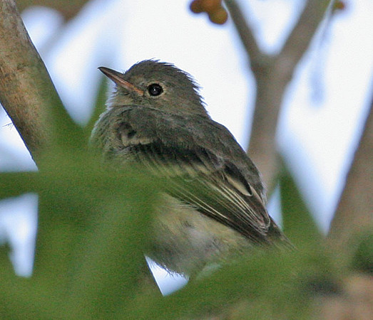 Flycatcher?