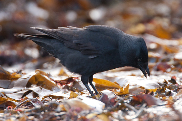 Western Jackdaw (Coloeus monedula) also known as Jackdaw, Eurasian Jackdaw, European Jackdaw