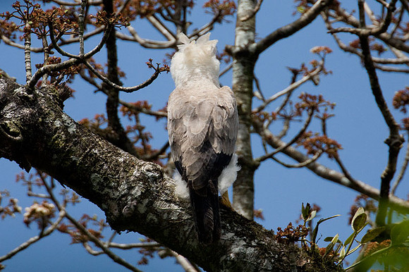 Harpy Eagle (Harpia harpyja) juvenile