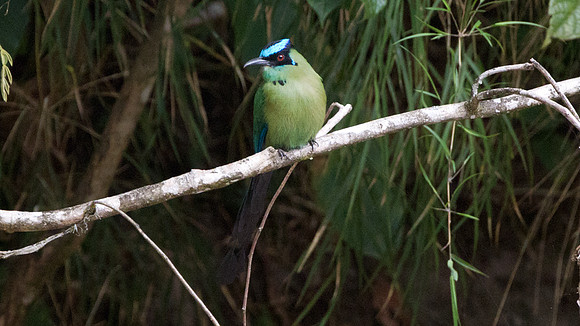 Highland Motmot (Momotus momota)