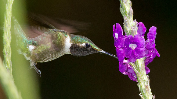 Amethyst Woodstar (Calliphlox amethystina)