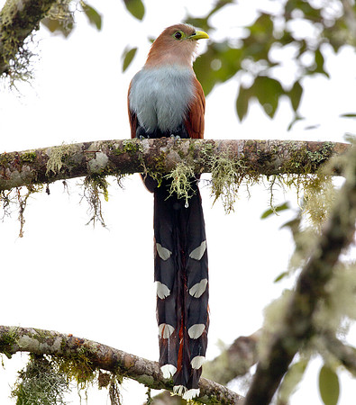Squirrel Cuckoo (Piaya cayana)