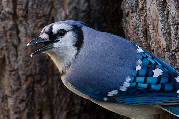 Blue Jay (Cyanocitta cristata)