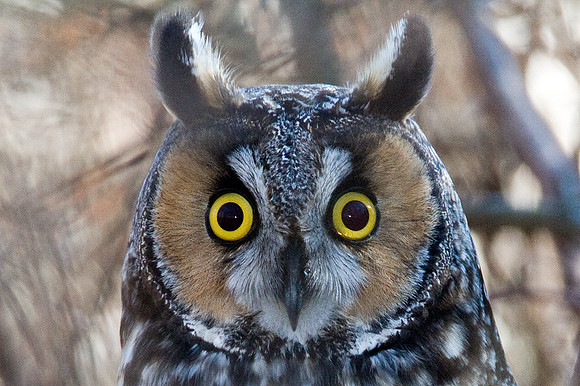 Long-eared Owl (Asio otus)