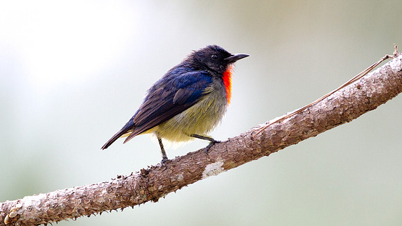 Bornean Flowerpecker (Dicaeum monticolum)