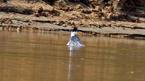 Cocoi Heron (Ardea cocoi)