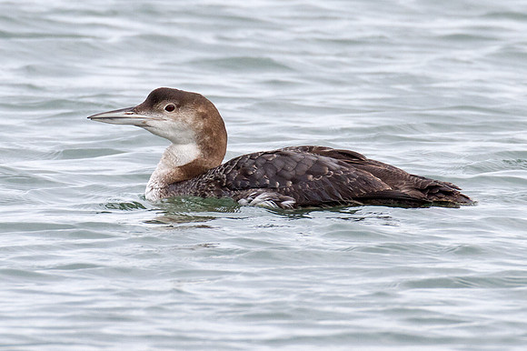 Great Northern Loon (Gavia immer) also known as Common Loon or Great Northern Diver