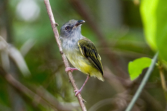 Northern Bentbill (Oncostoma cinereigulare)