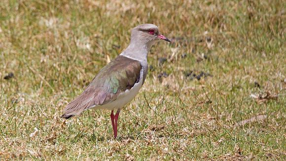 Andean Lapwing (Vanellus resplendens)