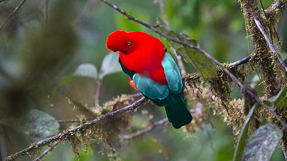 Andean Cock-of-the-rock (Rupicola peruvianus)