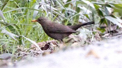 Chiguanco Thrush (Turdus chiguanco)