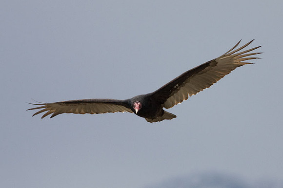 Turkey Vulture (Cathartes aura)