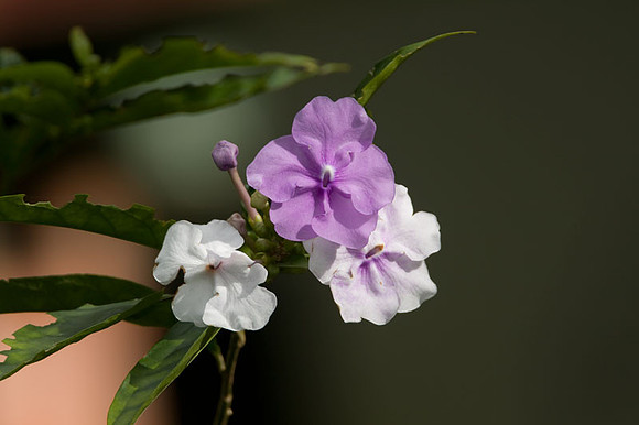 Flower