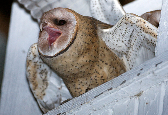 Western Barn Owl (Tyto alba)