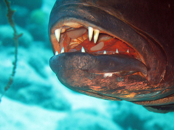 Cubera Snapper (4') (Lutjanus cyanopterus)