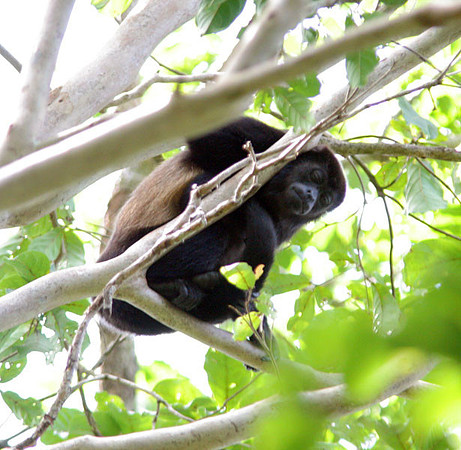 Mantled Howler (Alouatta palliata) also known as Golden-mantled Howling Monkey