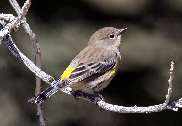 Audubon's Warbler (Dendroica coronata auduboni)