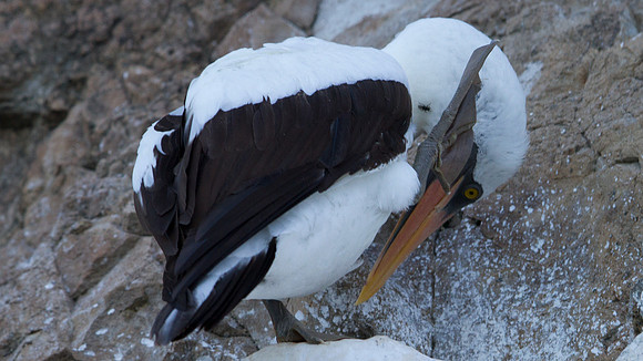 IMG_6450