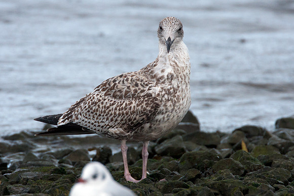 European Herring Gull (Larus argentatus) juvenile