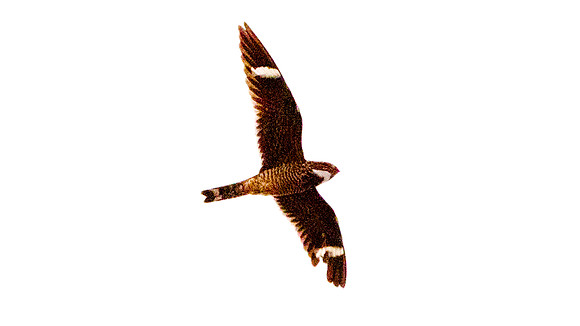 Antillean Nighthawk (Chordeiles gundlachii)