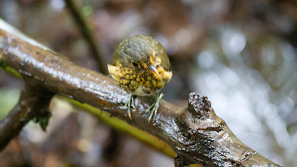 Ochre-breasted Antpitta (Grallaricula flavirostris)