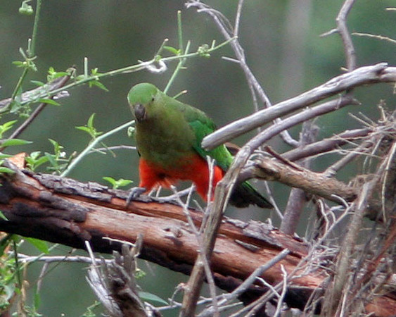 Australian King Parrot (Alisterus scapularis) female