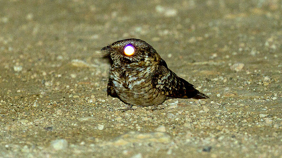 White-tailed Nightjar (Caprimulgus cayennensis)