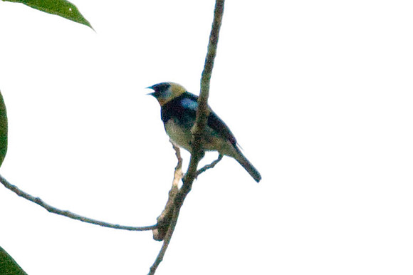 Golden-hooded Tanager (Tangara larvata)
