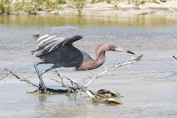 Reddish Egret (Egretta rufescens)