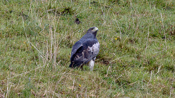 Black-chested Buzzard-Eagle (Geranoaetus melanoleucus)
