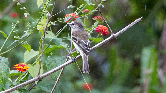 Bran-colored Flycatcher (Myiophobus fasciatus)