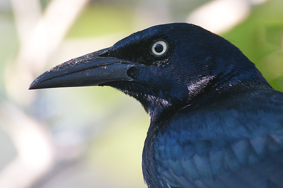 Great-tailed Grackle (Quiscalus mexicanus)