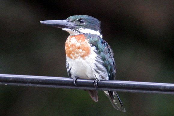 Amazon Kingfisher (Chloroceryle amazona) male